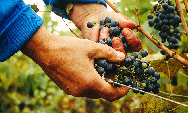Personne en train de couper une grappe de raisin